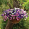 Shock Wave® Spark Mix Petunia -Deals Petal Inn Store 07465