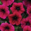 Deep Purple Shock Wave® Hybrid Petunia 2 Deep Purple Shock Wave® Hybrid Petunia -Deals Petal Inn Store 07466