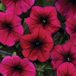 Deep Purple Shock Wave® Hybrid Petunia