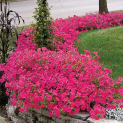 Hot Pink Tidal Wave® Hybrid Petunia