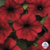 Red Velour Tidal Wave® Hybrid Petunia -Deals Petal Inn Store 07476 AAS