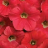Coral Crush Shock Wave® Hybrid Petunia