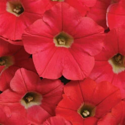 Coral Crush Shock Wave® Hybrid Petunia