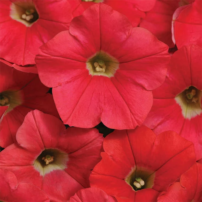 Coral Crush Shock Wave® Hybrid Petunia 3 Coral Crush Shock Wave® Hybrid Petunia