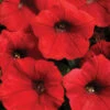 Red Shock Wave® Hybrid Petunia 1 Red Shock Wave® Hybrid Petunia -Deals Petal Inn Store 07478