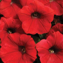 Red Shock Wave® Hybrid Petunia