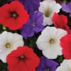 Shock Wave® Volt Mix Petunia 2 Shock Wave® Volt Mix Petunia -Deals Petal Inn Store 07479