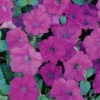 Lavender Wave® Trailing Hybrid Petunia 2 Lavender Wave® Trailing Hybrid Petunia -Deals Petal Inn Store 07489