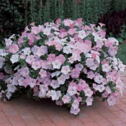 Misty Lilac Wave® Trailing Petunia