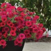 Carmine Velour Wave&reg; Hybrid Petunia -Deals Petal Inn Store 07497