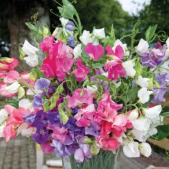 Bijou Mix Sweet Pea