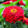 Holi™ Scarlet Hybrid Zinnia 1 Holi™ Scarlet Hybrid Zinnia -Deals Petal Inn Store 08061