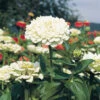 Benarys Giant White Zinnia -Deals Petal Inn Store 08076