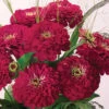 Benarys Giant Wine Zinnia -Deals Petal Inn Store 08077