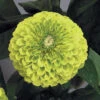 Benarys Giant Lime Zinnia -Deals Petal Inn Store 08078