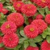 Magellan&trade; Coral Hybrid Zinnia -Deals Petal Inn Store 08086