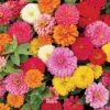 Magellan™ Mix Hybrid Zinnia -Deals Petal Inn Store 08087