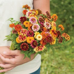 Jazzy Mix Zinnias