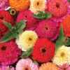 Candy Mix Zinnia -Deals Petal Inn Store 08097