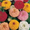 Oklahoma Mix Zinnia 2 Oklahoma Mix Zinnia -Deals Petal Inn Store 08100