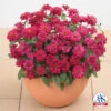 Double Hot Cherry Profusion Hybrid Zinnia -Deals Petal Inn Store 08109 AAS