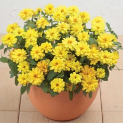 Double Yellow Profusion Hybrid Zinnia