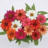 Profusion All Color Hybrid Mix Zinnia -Deals Petal Inn Store 08120