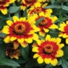 Profusion Red Yellow Hybrid Zinnia -Deals Petal Inn Store 08121