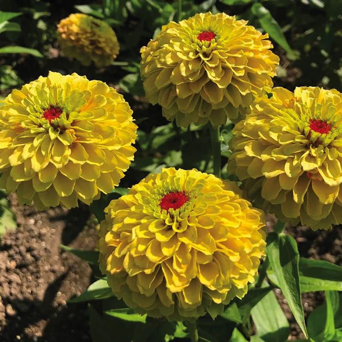Queeny Lemon Peach Zinnia 3 Queeny Lemon Peach Zinnia