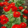 Cherry Queen Super Giant Zinnia -Deals Petal Inn Store 08149