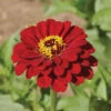 Super Giant Meteor Zinnia -Deals Petal Inn Store 08153