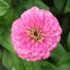 Enchantress Super Giant Zinnia -Deals Petal Inn Store 08154