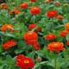 Orange King Super Giant Zinnia 1 Orange King Super Giant Zinnia -Deals Petal Inn Store 08157