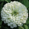 Purity Super Giant Zinnia -Deals Petal Inn Store 08159