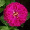 Royal Purple Super Giant Zinnia