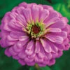 Violet Queen Super Giant Zinnia -Deals Petal Inn Store 08161