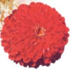 Will Rogers Super Giant Zinnia 1 Will Rogers Super Giant Zinnia -Deals Petal Inn Store 08162