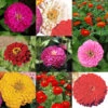 Special Super Giant Zinnia Offer -Deals Petal Inn Store 08165