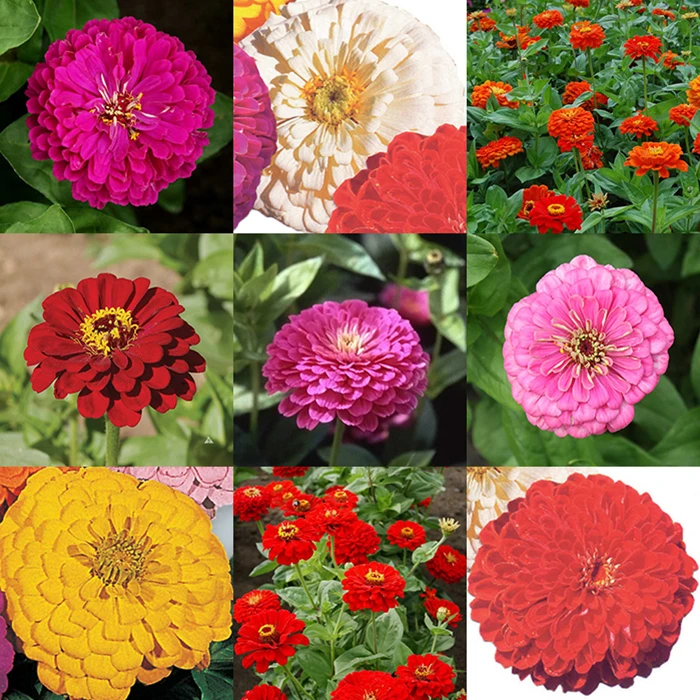Special Super Giant Zinnia Offer 3 Special Super Giant Zinnia Offer