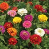 Super Giant Zinnia Mix -Deals Petal Inn Store 08166