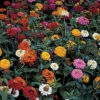 Thumbelina Zinnia -Deals Petal Inn Store 08176 Zinnia ThumbelinaMix