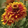Zowie!™ Yellow Flame Zinnia 1 Zowie!™ Yellow Flame Zinnia -Deals Petal Inn Store 08190