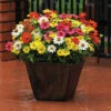 Mixed Zahara® Zinnia -Deals Petal Inn Store 08196