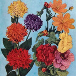 Various Grandpa Jung's Garden And Bouquet Mix