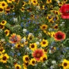 Various Bee Feed Wildflower Mixture -Deals Petal Inn Store 08219