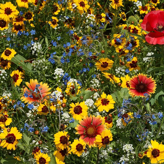 Various Bee Feed Wildflower Mixture 3 Various Bee Feed Wildflower Mixture