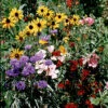 Various Bird And Butterfly Wildflower Mix -Deals Petal Inn Store 08220