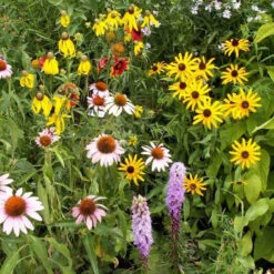 Various Native Perennial Wildflower Mix