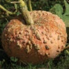 Galeuse D'Eysines Organic Pumpkin -Deals Petal Inn Store 09650 AH