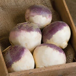 Helenor Organic Rutabaga